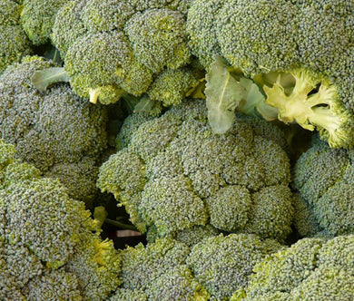 Broccoli Waltham 29 Organic Seeds - Brassica Oleracea