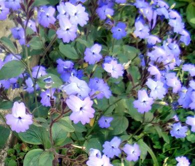 Browallia Seeds - Browallia Americana