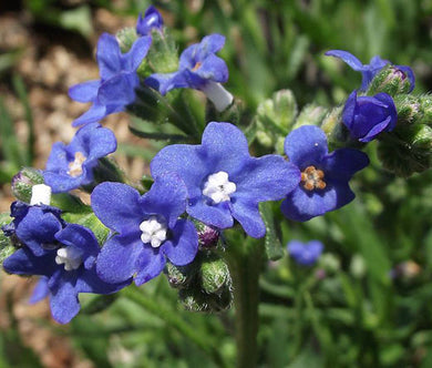 Bugloss Blue Angel Seeds - Anchusa Capensis