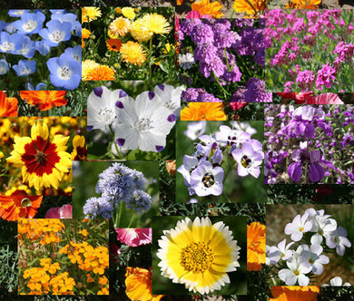 Wildflower Mix Bulb Blanket Bulk Seeds