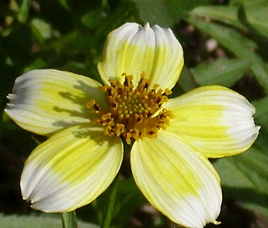 Bur Marigold Seeds - Bidens Aurea