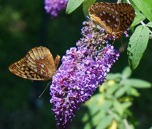 Butterfly Bush Violet Seeds - Buddleia Davidii 2