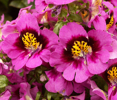 Butterfly Flower Seeds - Schizanthus x Wisetonensis Angel Wings