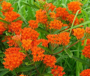 Butterfly Weed Orange Seeds - Asclepias Tuberosa 2