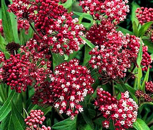 Butterfly Weed Rose Seeds - Asclepias Incarnata