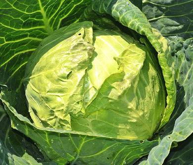 Cabbage Danish Ballhead Non GMO Bulk Seeds - Brassica Oleracea