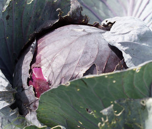 Cabbage Red Acre Non GMO Seeds - Brassica Oleracea