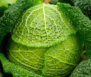 Cabbage Savoy Perfection Non GMO Bulk Seeds - Brassica Oleracea