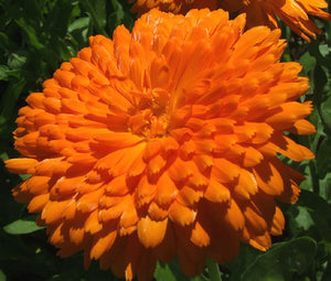 Calendula Orange King Non GMO Seeds - Calendula Officinalis