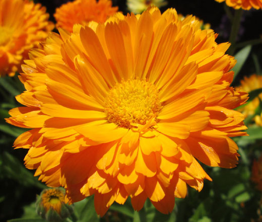 calendula marigold seeds Calendula Pot Marigold Non GMO Seeds