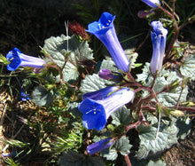 California Bluebell Seeds - Phacelia Campanularia 2