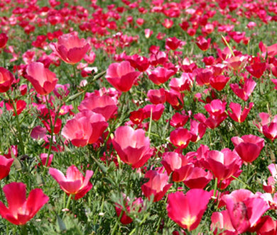 California Poppy Carmine Seeds - Eschscholzia Californica