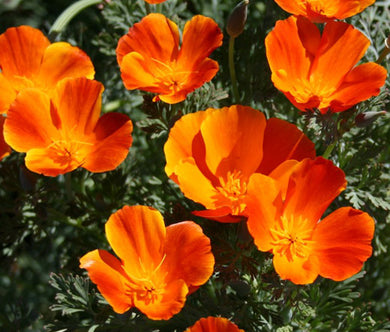 California Poppy Mikado Seeds - Eschscholzia Californica