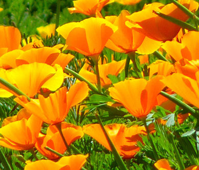 California Poppy Orange Seeds - Eschscholzia Californica