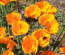 California Poppy Orange Seeds - Eschscholzia Californica 2