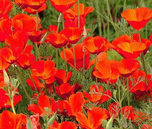 California Poppy Red Chief Bulk Seeds - Eschscholzia Californica