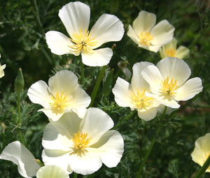 California Poppy White Seeds - Eschscholzia Californica