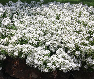 Candytuft Perennial Evergreen White Non GMO Seeds - Iberis Sempervirens 2