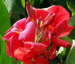Canna Red Seeds -  Canna x Generalis