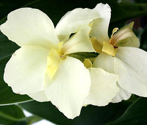 canna lily white flowers Canna White Seeds