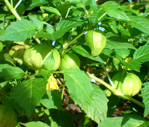 Cape Gooseberry Non GMO Seeds - Physalis Peruviana