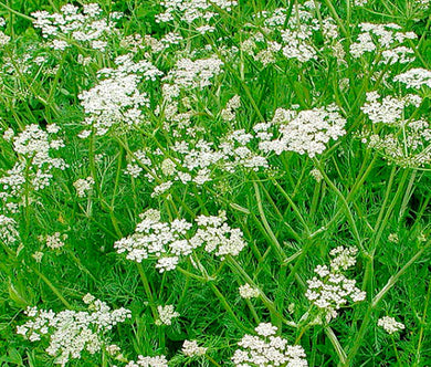 Caraway Non GMO Seeds - Carum Carvi