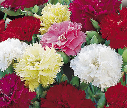 dianthus flower seeds Carnation Chabaud Mix Seeds