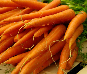 Carrot Danvers Non GMO Seeds - Daucus Carota