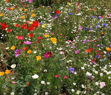 Wildflower Mix Cascade Kaleidoscope Bulk Seeds