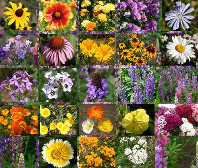 Wildflower Mix Cascade Perennial Bulk Seeds