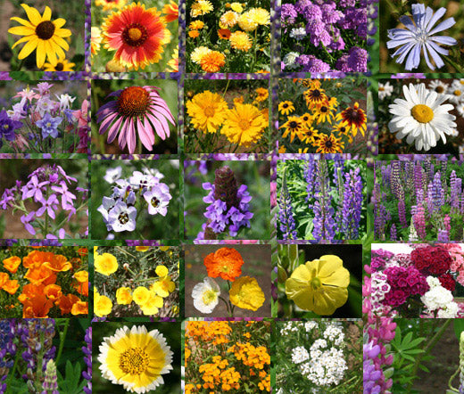 wildflower perennial mix seeds Wildflower Mix Cascade Perennial Seeds