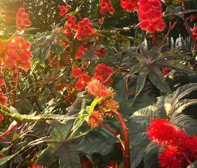 Castor Bean Impala Bulk Seeds - Ricinus Communis