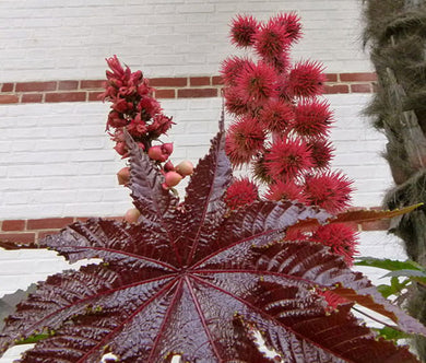 Castor Bean Zanzibariensis Seeds - Ricinus Communis