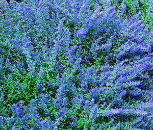 Catmint Blue Non GMO Seeds - Nepeta Mussinii
