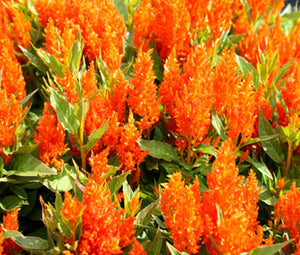 Celosia Nana Glitters Orange Seeds - Celosia Plumosa