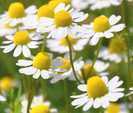 English Daisy Rose Bellis Perennis Super Enorma Seeds