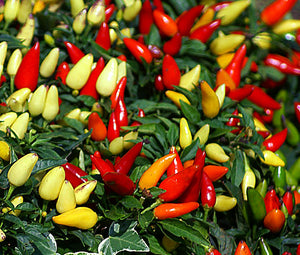 Chili Pepper Ornamental Prairie Fire Non GMO Seeds - Capsicum Annuum