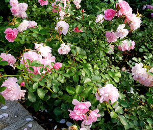 China Rose Angel Wings Non GMO Seeds - Rosa Chinensis
