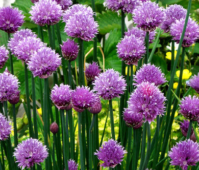 Chives Non GMO Seeds - Allium Schoenoprasum