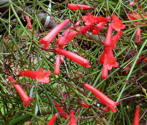 Cigar Plant Scarlet Seeds - Cuphea Ignea Coan