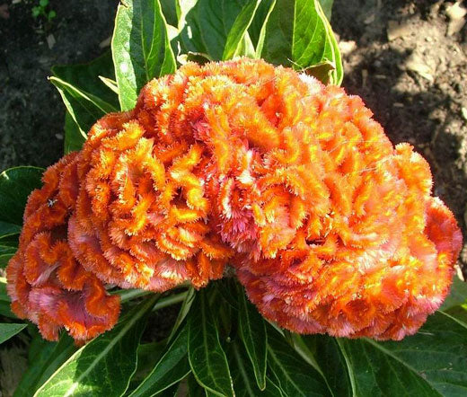 Cockscomb Orange Seeds - Celosia Cristata Nana Jessica
