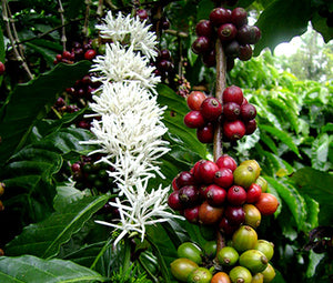 Coffee Arabian Non GMO Seeds - Coffea Arabic Nana