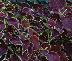 chocolate mint plant seeds Coleus Chocolate Mint Seeds