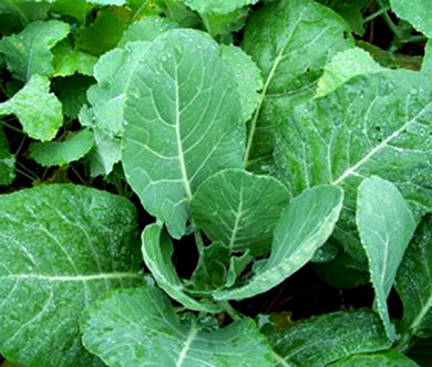Collards Georgia Organic Bulk Seeds - Brassica Oleracea