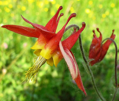 Columbine Eastern Red Seeds - Aquilegia Canadensis