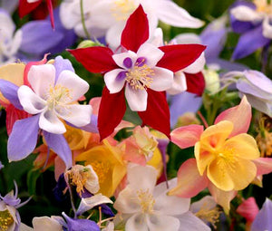 Columbine McKana Giants Seeds - Aquilegia x Hybrida