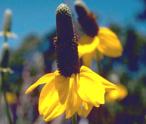 Coneflower Clasping Bulk Seeds - Rudbeckia Amplexicaulis