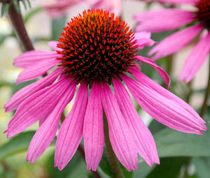 echinacea purple coneflower seeds - perennial wildflower - non gmo Coneflower Purple Non GMO Bulk Seeds