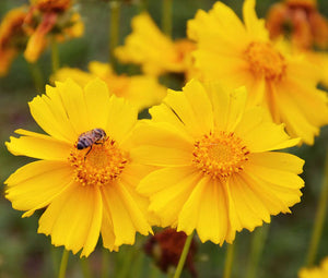 Coreopsis Lanceleaf Dwarf Seeds - Coreopsis Lanceolata