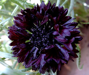 Cornflower Black Ball Bulk Seeds - Centaurea Cyanus